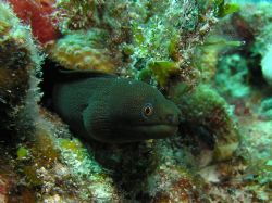 Goldentail Moray in the dark phase, maybe he thinks he's ... by John Brethauer 